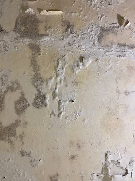 Best Mold Testing and Inspection Services in Newton, IA
